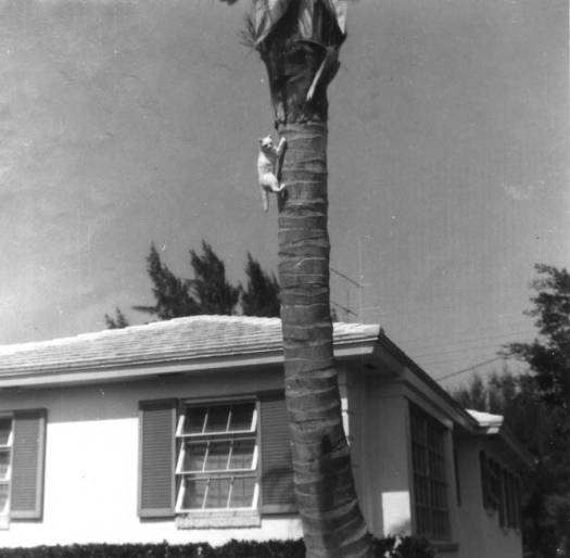 Francis Collins Calls it&nbsp;Quits